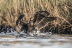 Cormorano in atterraggio!!!!
