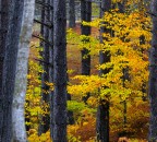 Giallo e Arancio
