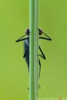 Calopteryx splendens (Harris, 1782) (Odonata  Calopterygidae)

Canon EOS 7D + Sigma 180mm f/3.5 EX DG HSM Macro

Suggerimenti e critiche sempre ben accetti

[url=http://www.rossidaniele.com/HR/_MG_8267copia-mdc-1500.jpg]Versione HR[/url]