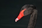 cigno nero