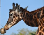 giraffa al parco naturaviva
