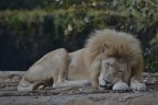 il sogno di un leone