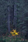 Nell'oscurit del sottobosco Silano, tra i secolari Pini Larici,  possibile individuare alberi singoli dalle foglie sature di colore autunnale. Purtroppo in questi giorni ho saputo della brutta notizia che un albero secolare di pino Larici  stato strappato da mamma Sila, per essere piantato nel piazzale del Vaticano. Che senso ha?