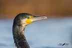Ritratto di cormorano