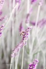 Non faccio foto di fiori