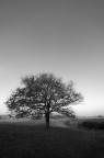 Solitaria