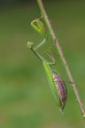 Mantide religiosa