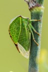 Cicalina