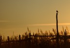 al tramonto..