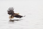 Nel periodo riproduttivo e durante l'estate le Aquile di mare nidificano sulle scogliere a picco sul mare e trasformano la loro dieta da mangiatrici di carogne durante i mesi invernali  a pescatrici micidiali , catturano i pesci che si avventurano vicino alla superficie , una vista eccezionale e un volo silenziosissimo , uniti ad artigli potenti creano una perfetta macchina da assalto.