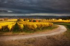 giallo brunello