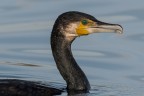 Nessie
