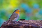400mm F5.6 1/320s ISO 1000