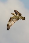 Falco pescatore