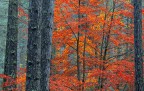 Piano piano le foglie iniziavano a cadere e solo gli alberi pi forti resistevano alla tentazione dell'inverno