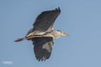 Airone cenerino