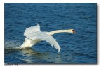 Cigno 1