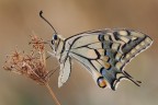 Papilio machaon