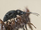 coleottero nero autunnale
