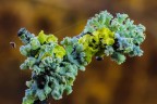 Asteroide