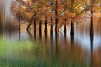 Submerged trees n 2