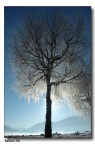 Albero