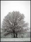 Bianco stretto