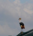 coronata per roby