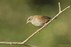 Passera scopaiola