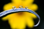 macro senza insetti