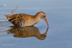 Porciglione eurasiatico (Rallus aquaticus)