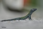 Lucertola muraiola.