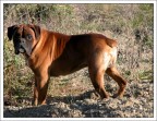 Cane