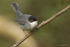 Occhiocotto