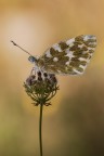 Pontia edusa