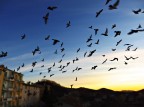 volo mattutino