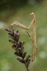 La cugina della Mantide di Tamara :-)
Di quella postata tempo addietro..., non della bellissima ultima Empusa.

http://postimg.org/image/dqc4zw3i3/full/