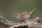 Passera scopaiola