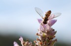 La foto  stata scattata il primo Novembre con la lavanda...ancora fiorita.
Micro Nikkor 60 2.8 AF a mano libera.
Forse la categoria giusta era" primi scatti" vista la poca esperienza di macro, perdonatemi.
Grazie in anticipo per i vostri consigli e critiche.