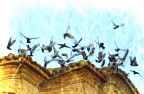 Volo di piccioni