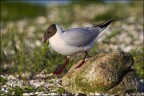 Ciao a tutti, gabbiano comune ma con un portamento maestoso... isola di Texel (OLANDA)
Canon D MK IV + Canon 500 mm + 1.4 x 
iso 400 tv 1/1250 av 7.1
Luca