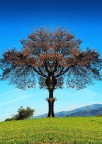 Quercia