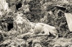 Il silenzio del Leone