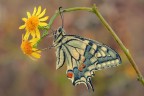 Papilio...