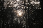 La luce del sole che passa tramite gli alberi spogli di un piccolo bosco