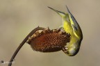 verdone acrobata