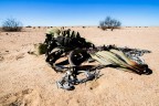 Welwitschia