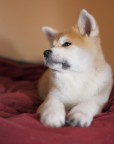 yoko