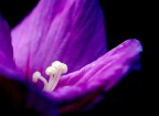 Colore viola Colore viola