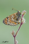 Old butterfly